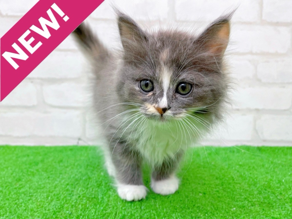 東京都のサイベリアン (かねだい立川店/2025年9月21日生まれ/女の子/ダイリュートキャリコ)の子猫の1枚目の画像