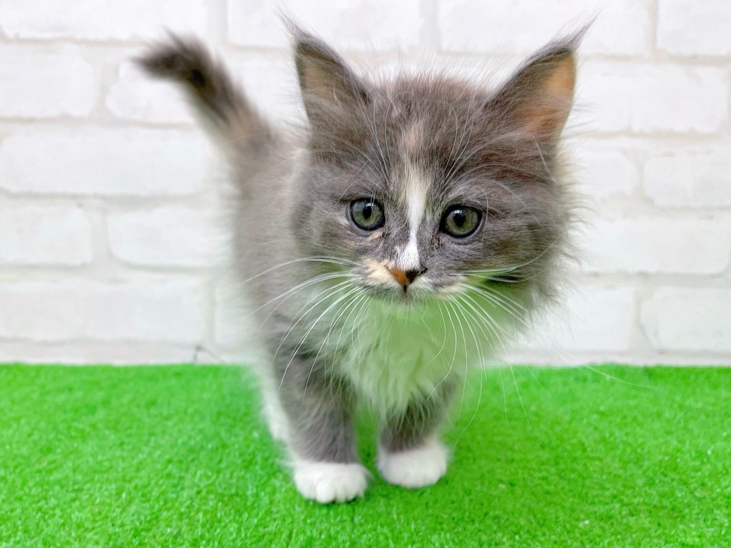 東京都のサイベリアン (かねだい立川店/2025年9月21日生まれ/女の子/ダイリュートキャリコ)の子猫の2枚目の画像