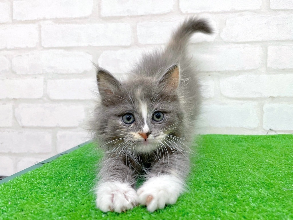 東京都のサイベリアン (かねだい立川店/2025年9月21日生まれ/女の子/ダイリュートキャリコ)の子猫の3枚目の画像