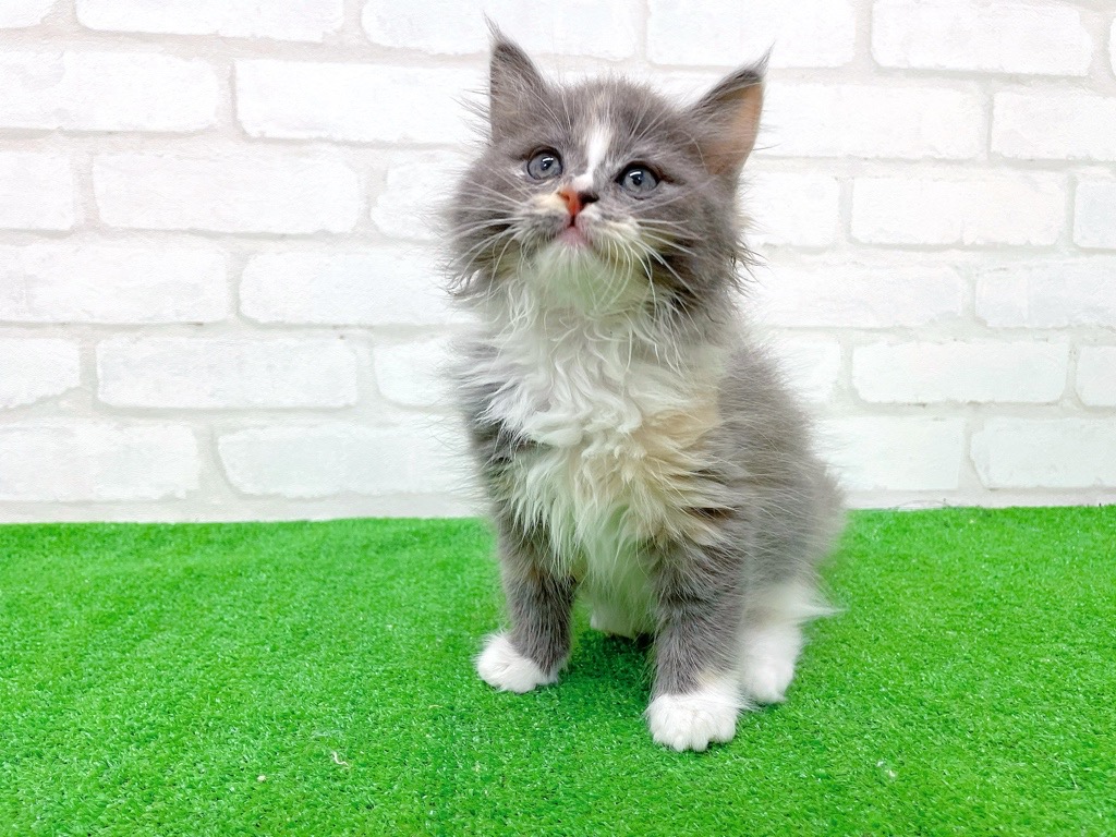 東京都のサイベリアン (かねだい立川店/2025年9月21日生まれ/女の子/ダイリュートキャリコ)の子猫の4枚目の画像