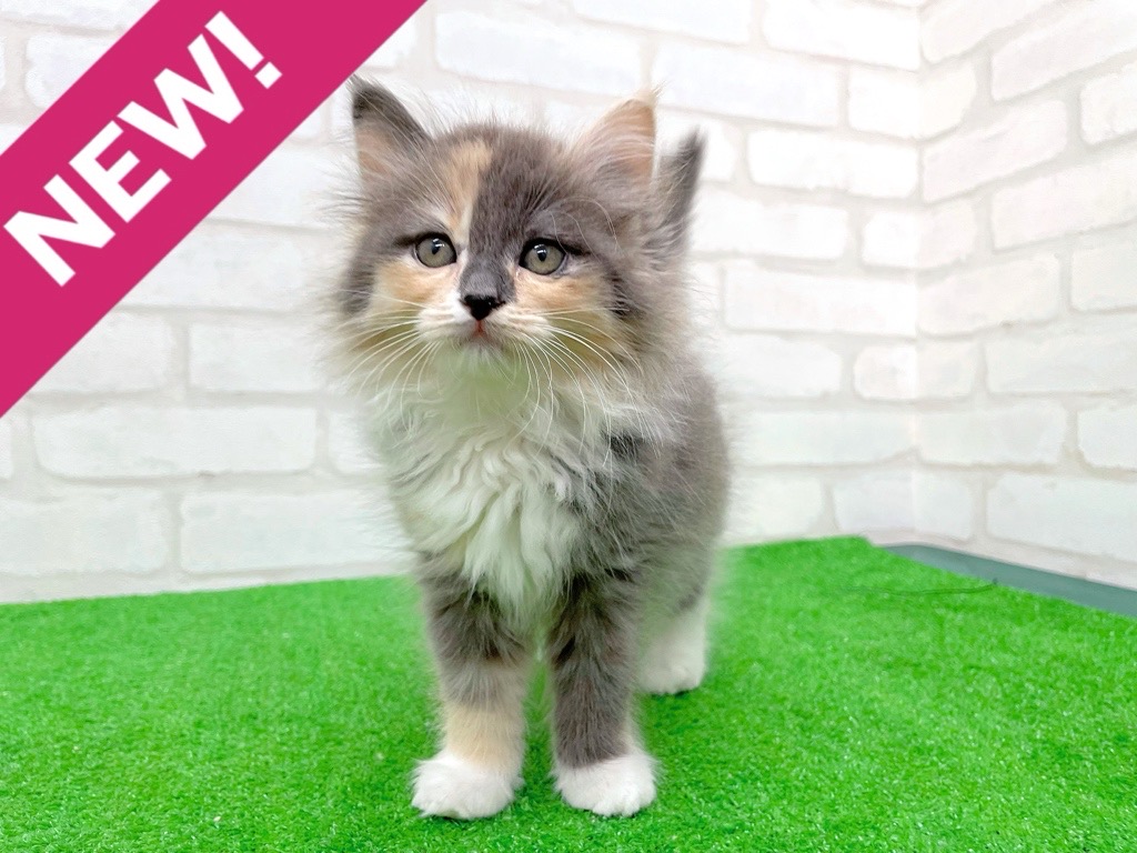 東京都のサイベリアン (かねだい立川店/2025年9月21日生まれ/女の子/ダイリュートキャリコ)の子猫の1枚目の画像