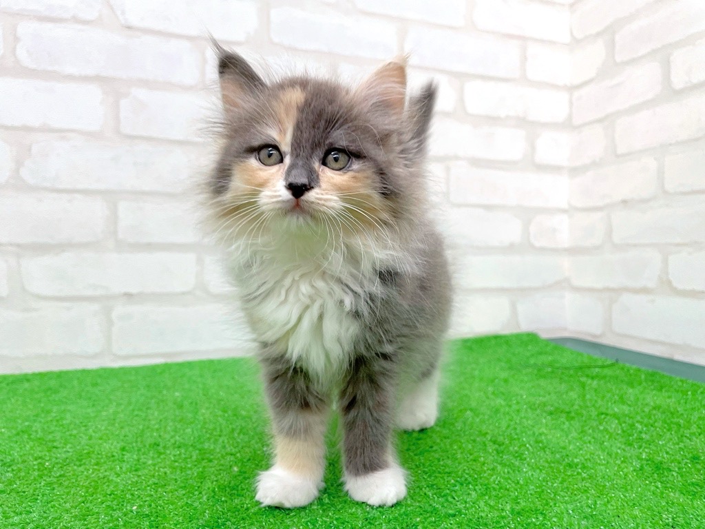 東京都のサイベリアン (かねだい立川店/2025年9月21日生まれ/女の子/ダイリュートキャリコ)の子猫の2枚目の画像