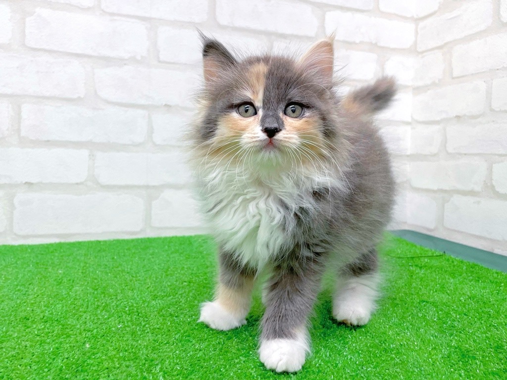 東京都のサイベリアン (かねだい立川店/2025年9月21日生まれ/女の子/ダイリュートキャリコ)の子猫の3枚目の画像