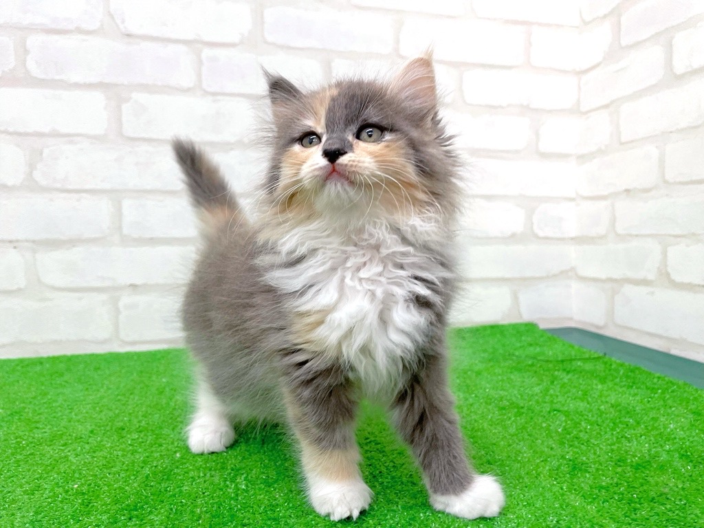 東京都のサイベリアン (かねだい立川店/2025年9月21日生まれ/女の子/ダイリュートキャリコ)の子猫の4枚目の画像