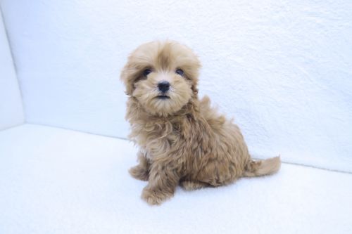 神奈川県のマルプー(マルチーズ×プードル) (かねだい海老名店/2025年9月20日生まれ/女の子/レッド)の子犬