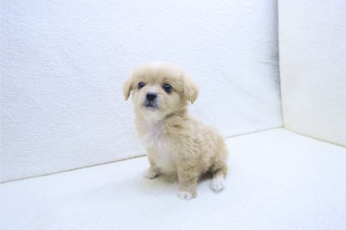 神奈川県のペキプー(ペキニーズ×プードル) (かねだい海老名店/2025年9月20日生まれ/男の子/レッド)の子犬