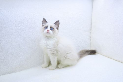 神奈川県のラグドール (かねだい海老名店/2025年9月12日生まれ/女の子/ブルーポイントバイカラー)の子猫