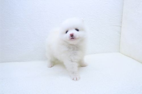 神奈川県のポメラニアン (かねだい海老名店/2025年9月20日生まれ/女の子/クリーム)の子犬