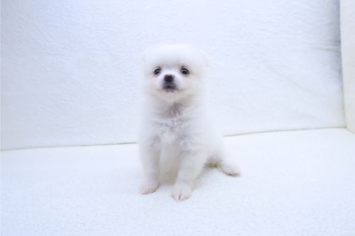 神奈川県のポメチワ/チワポメ/ポメチー(ポメラニアン×チワワ) (かねだい海老名店/2025年9月19日生まれ/女の子/ホワイト)の子犬