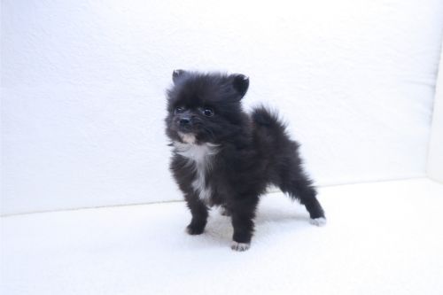 神奈川県のポメチワ/チワポメ/ポメチー(ポメラニアン×チワワ) (かねだい海老名店/2025年9月19日生まれ/女の子/ブラック)の子犬