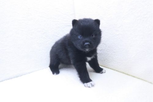 神奈川県のポメ柴/豆ポメ/ポメ豆柴(ポメラニアン×柴犬) (かねだい海老名店/2025年9月19日生まれ/男の子/ブラック)の子犬