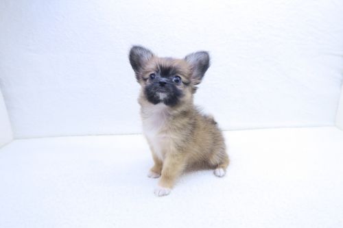 神奈川県のパピチー/チワパピ(パピヨン×チワワ) (かねだい海老名店/2025年9月20日生まれ/女の子/フォーン)の子犬の2枚目の画像