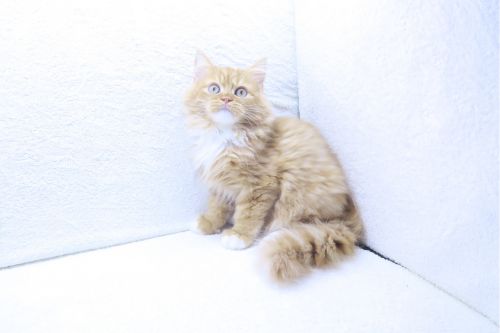 神奈川県のサイベリアン (かねだい海老名店/2025年7月28日生まれ/男の子/レッドタビーホワイト)の子猫