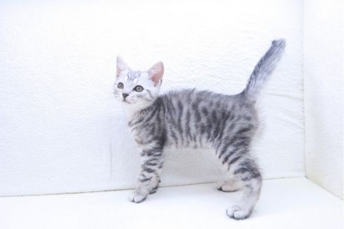 神奈川県のマンチカン (かねだい海老名店/2025年9月10日生まれ/男の子/シルバータビー)の子猫