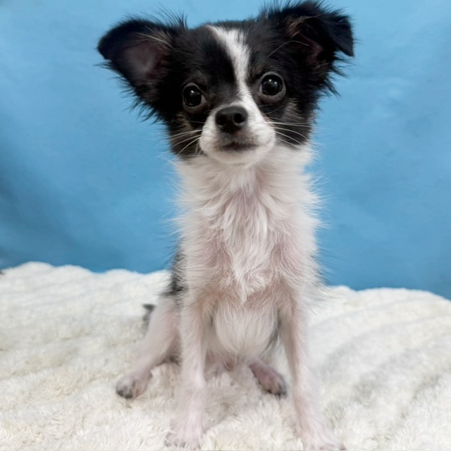 千葉県のチワワ(ロング) (かねだい四街道店/2025年8月3日生まれ/男の子/ブラックタンホワイト)の子犬の1枚目の画像