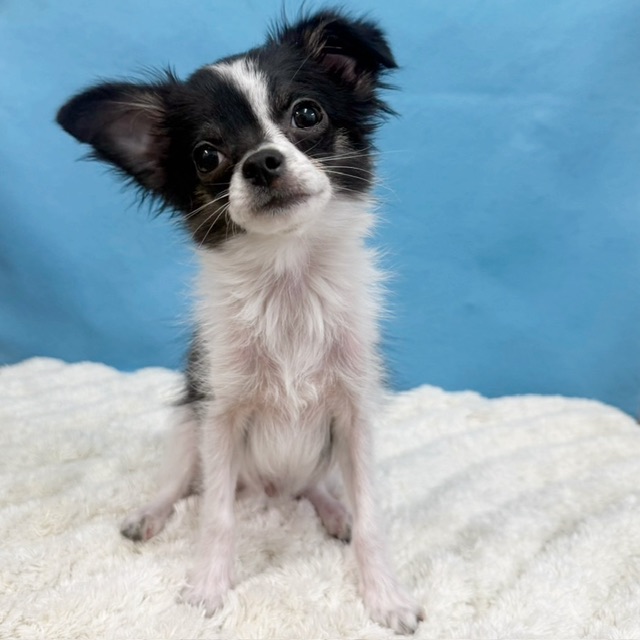 千葉県のチワワ(ロング) (かねだい四街道店/2025年8月3日生まれ/男の子/ブラックタンホワイト)の子犬の2枚目の画像