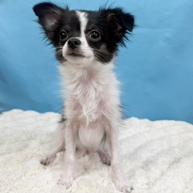 千葉県のチワワ(ロング) (かねだい四街道店/2025年8月3日生まれ/男の子/ブラックタンホワイト)の子犬の3枚目の画像