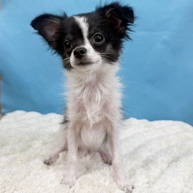 千葉県のチワワ(ロング) (かねだい四街道店/2025年8月3日生まれ/男の子/ブラックタンホワイト)の子犬の4枚目の画像