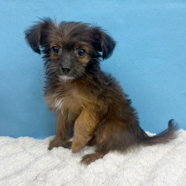 千葉県のチワプー/プーチー(チワワ×プードル) (かねだい四街道店/2025年8月30日生まれ/女の子/ブリンドル)の子犬の1枚目の画像