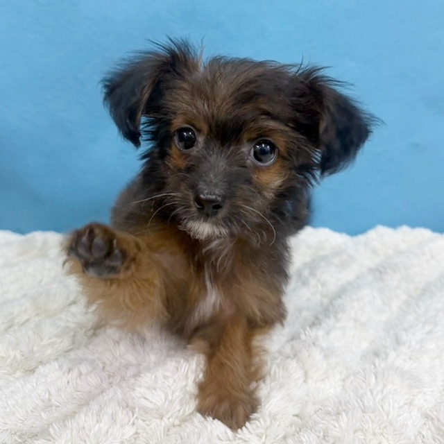 千葉県のチワプー/プーチー(チワワ×プードル) (かねだい四街道店/2025年8月30日生まれ/女の子/ブリンドル)の子犬の2枚目の画像