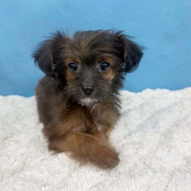 千葉県のチワプー/プーチー(チワワ×プードル) (かねだい四街道店/2025年8月30日生まれ/女の子/ブリンドル)の子犬の4枚目の画像