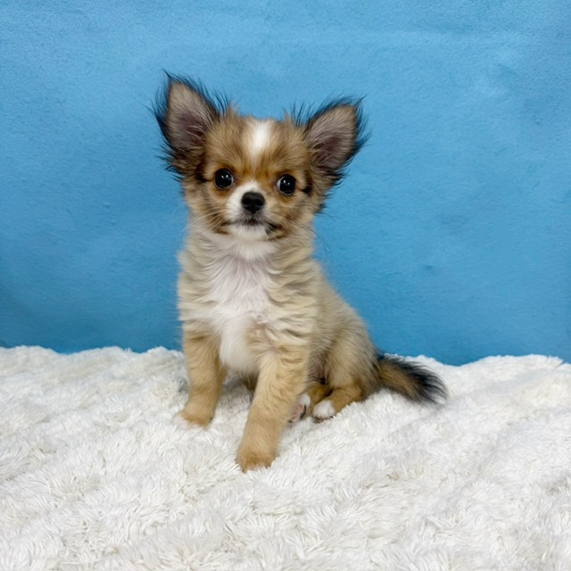 千葉県のチワワ(ロング) (かねだい四街道店/2025年8月30日生まれ/女の子/レッドホワイト)の子犬の1枚目の画像