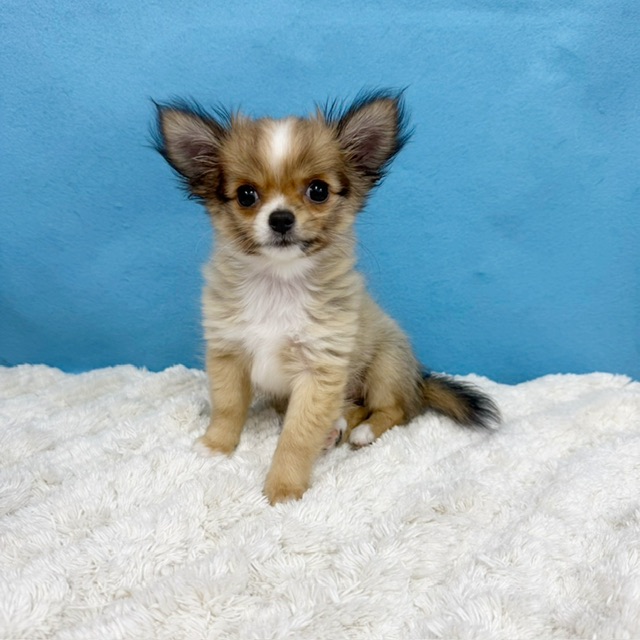 千葉県のチワワ(ロング) (かねだい四街道店/2025年8月30日生まれ/女の子/レッドホワイト)の子犬の2枚目の画像