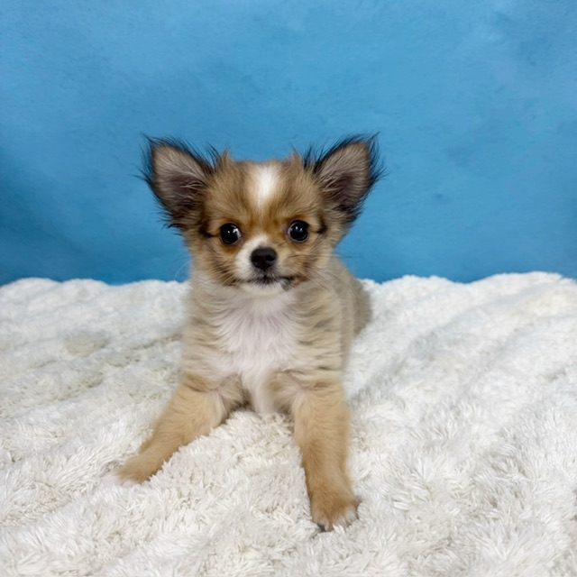 千葉県のチワワ(ロング) (かねだい四街道店/2025年8月30日生まれ/女の子/レッドホワイト)の子犬の3枚目の画像