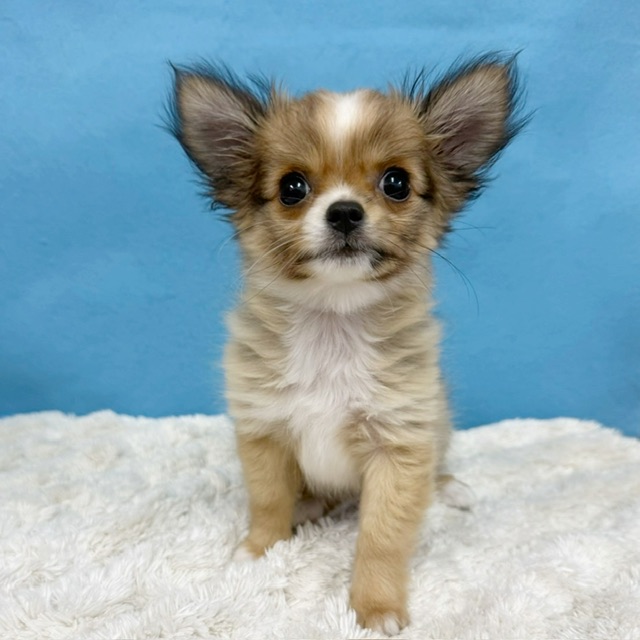 千葉県のチワワ(ロング) (かねだい四街道店/2025年8月30日生まれ/女の子/レッドホワイト)の子犬の4枚目の画像