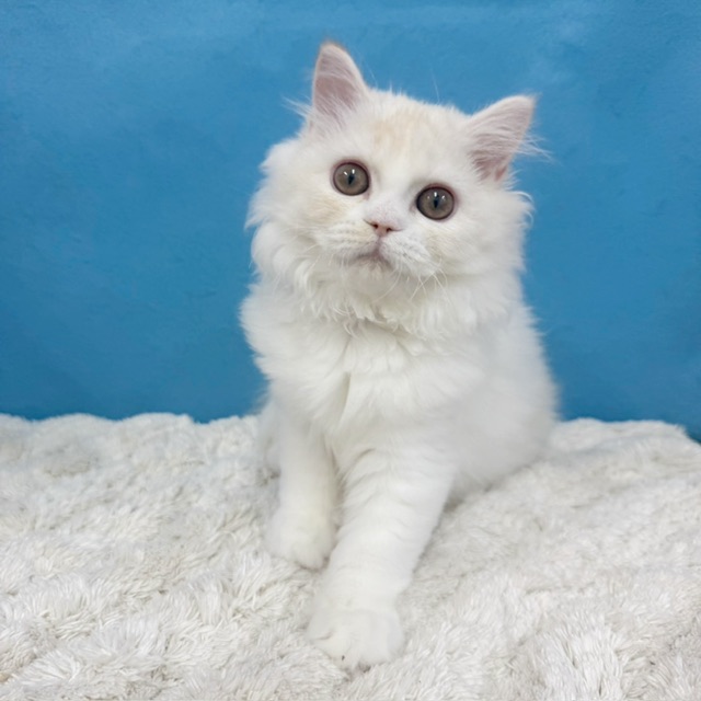 千葉県のラガマフィン (かねだい四街道店/2025年7月11日生まれ/女の子/クリームタビーホワイト)の子猫の1枚目の画像