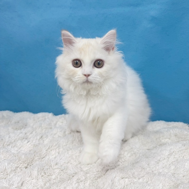 千葉県のラガマフィン (かねだい四街道店/2025年7月11日生まれ/女の子/クリームタビーホワイト)の子猫の2枚目の画像