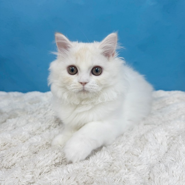 千葉県のラガマフィン (かねだい四街道店/2025年7月11日生まれ/女の子/クリームタビーホワイト)の子猫の3枚目の画像