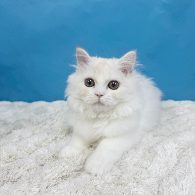 千葉県のラガマフィン (かねだい四街道店/2025年7月11日生まれ/女の子/クリームタビーホワイト)の子猫の4枚目の画像