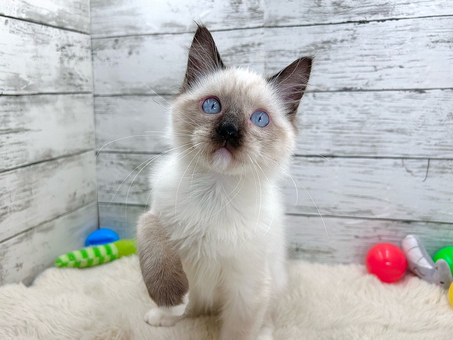 新潟県のラグドール (かねだいペットトライアル魚沼/2025年6月19日生まれ/男の子/ブルーポイント)の子猫の2枚目の画像