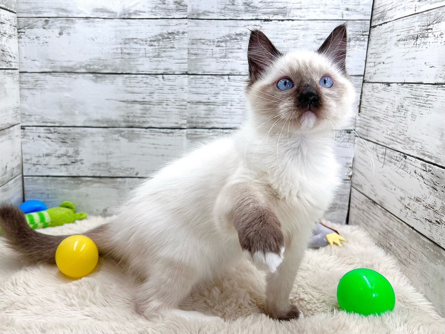 新潟県のラグドール (かねだいペットトライアル魚沼/2025年6月19日生まれ/男の子/ブルーポイント)の子猫の3枚目の画像