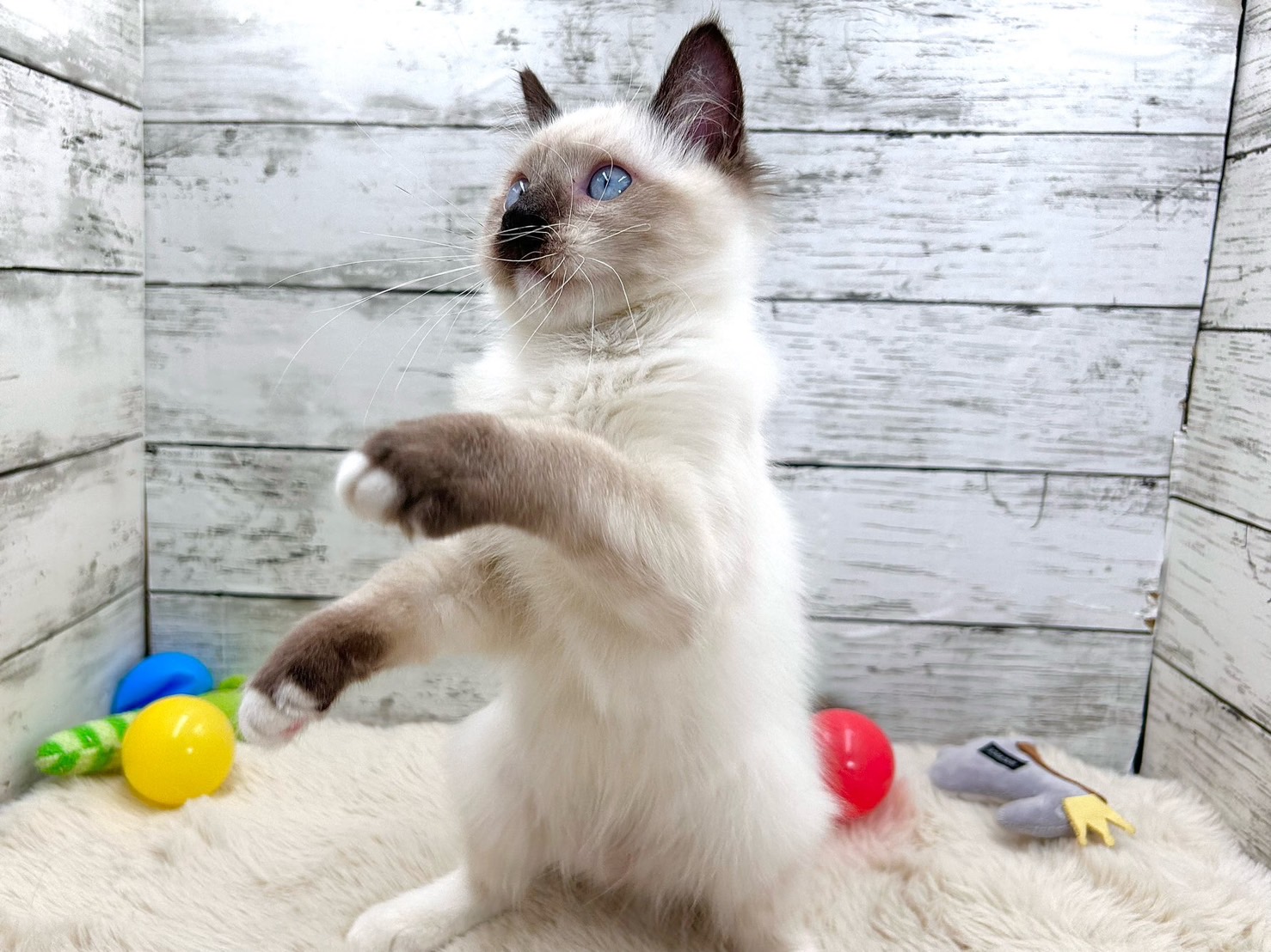 新潟県のラグドール (かねだいペットトライアル魚沼/2025年6月19日生まれ/男の子/ブルーポイント)の子猫の4枚目の画像