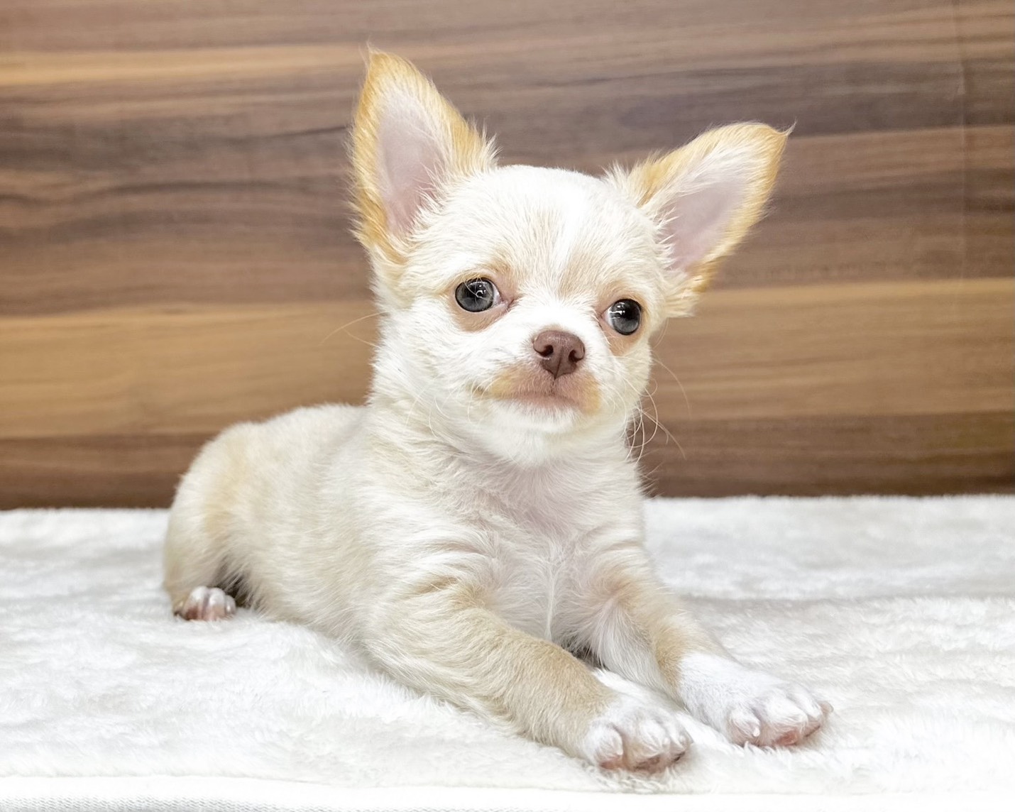 群馬県のチワワ(ロング) (かねだいペットトライアル桐生/2025年9月15日生まれ/男の子/クリームホワイト)の子犬の2枚目の画像