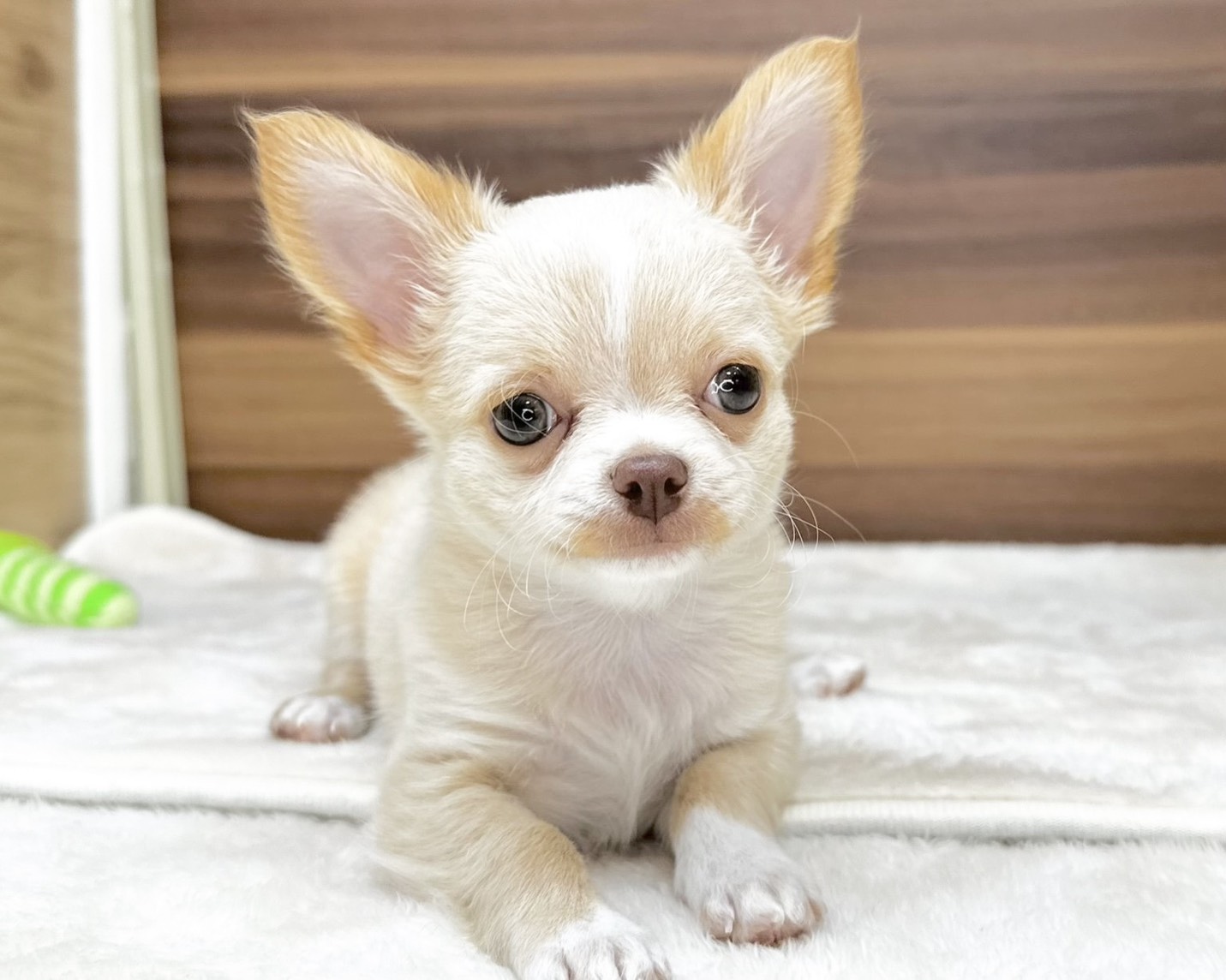 群馬県のチワワ(ロング) (かねだいペットトライアル桐生/2025年9月15日生まれ/男の子/クリームホワイト)の子犬の1枚目の画像