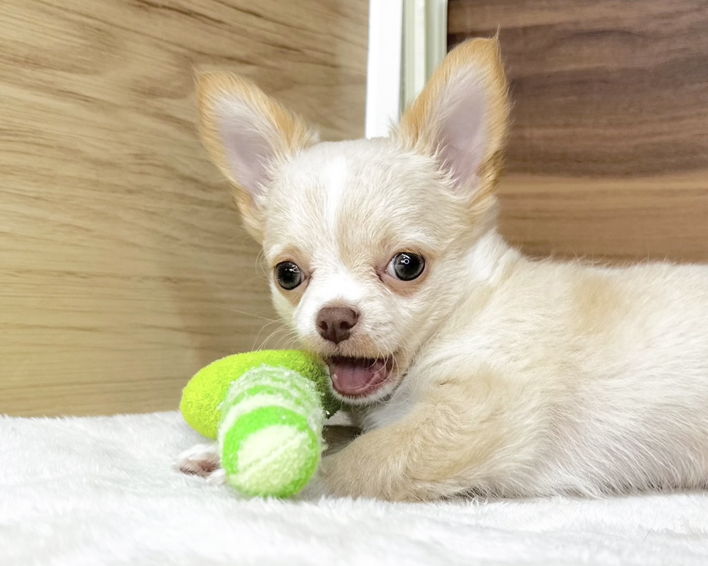群馬県のチワワ(ロング) (かねだいペットトライアル桐生/2025年9月15日生まれ/男の子/クリームホワイト)の子犬の3枚目の画像