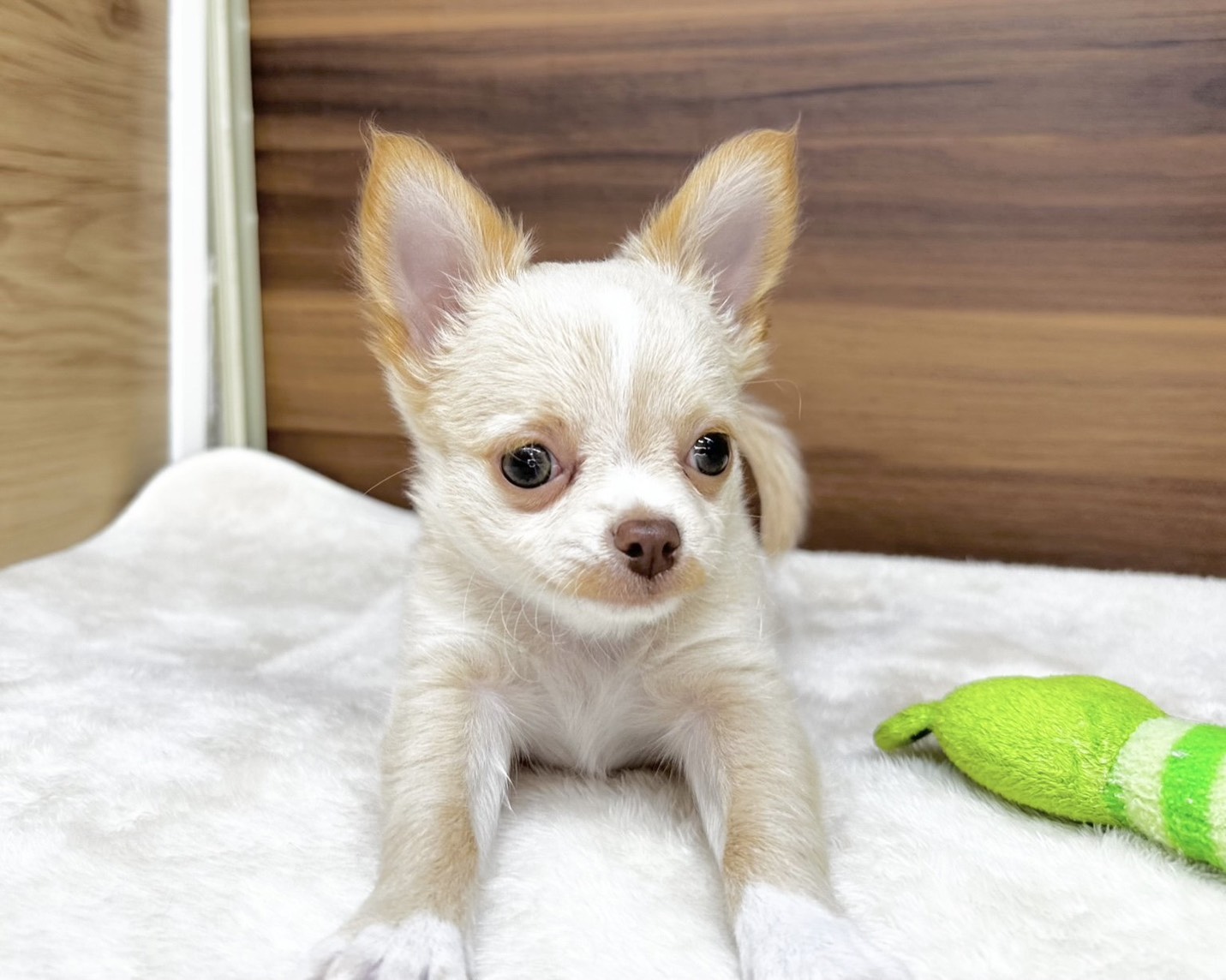 群馬県のチワワ(ロング) (かねだいペットトライアル桐生/2025年9月15日生まれ/男の子/クリームホワイト)の子犬の4枚目の画像