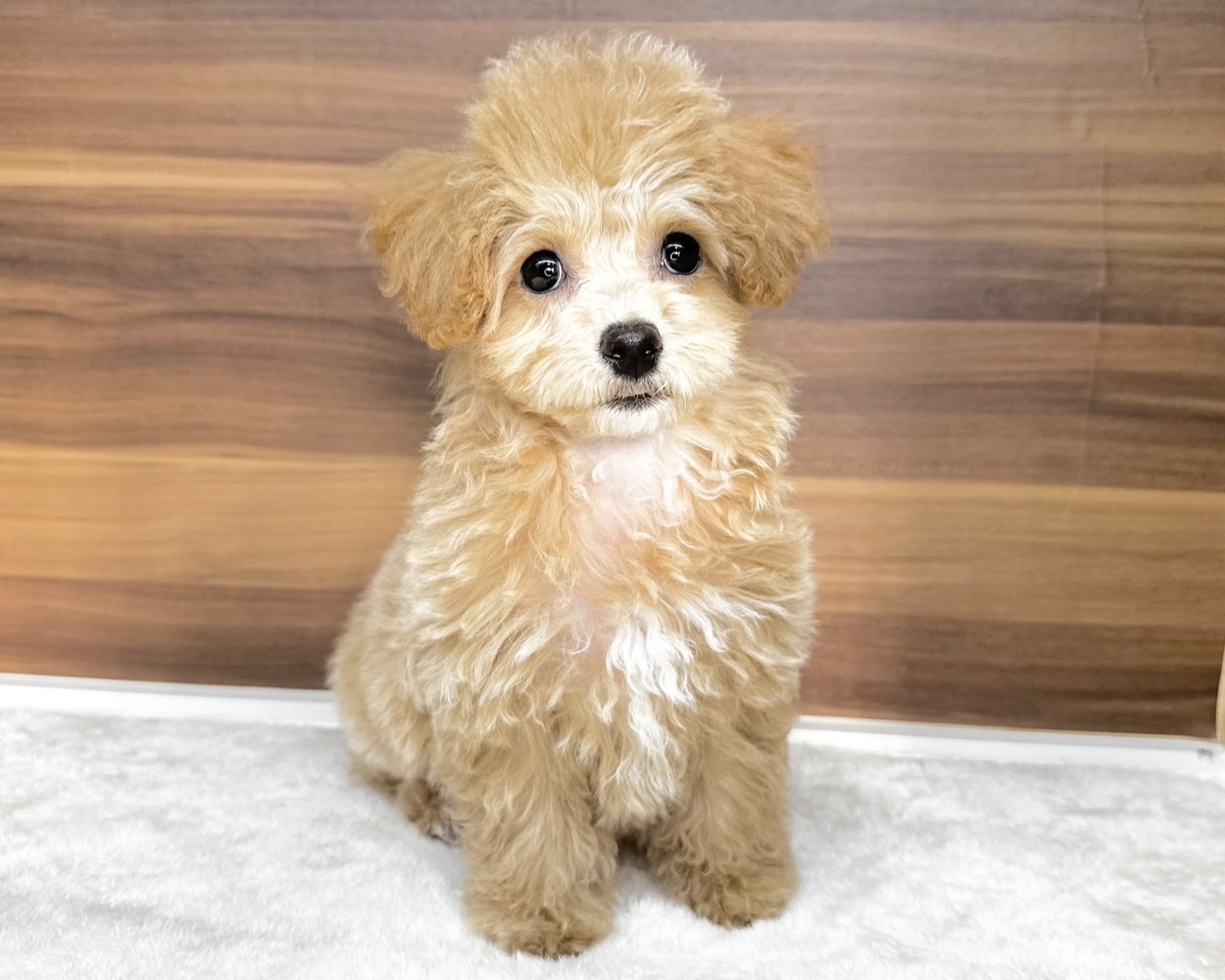 群馬県のビションプー(ビションフリーゼ×プードル) (かねだいペットトライアル桐生/2025年8月10日生まれ/女の子/クリーム)の子犬の3枚目の画像