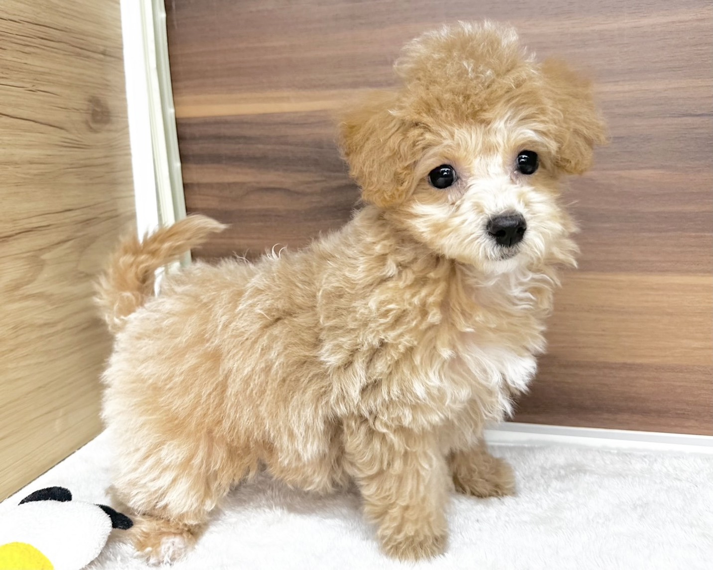 群馬県のビションプー(ビションフリーゼ×プードル) (かねだいペットトライアル桐生/2025年8月10日生まれ/女の子/クリーム)の子犬の4枚目の画像