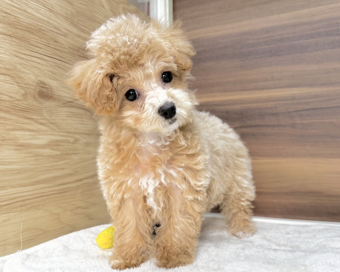 群馬県のビションプー(ビションフリーゼ×プードル) (かねだいペットトライアル桐生/2025年8月10日生まれ/女の子/クリーム)の子犬の2枚目の画像