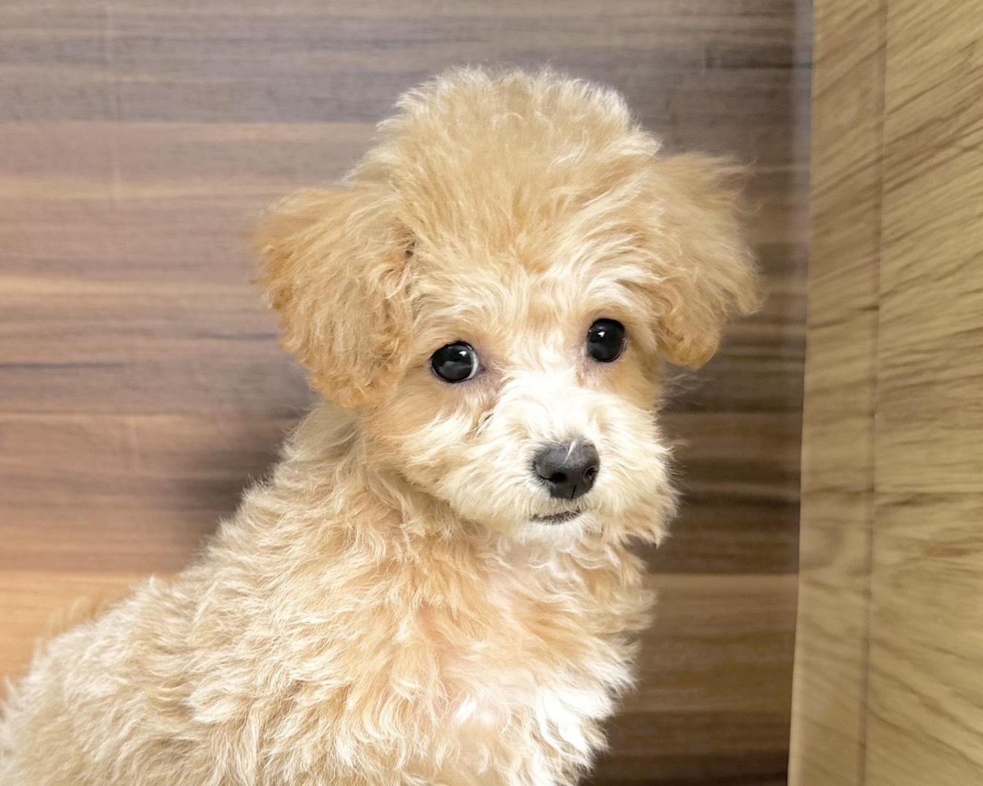 群馬県のビションプー(ビションフリーゼ×プードル) (かねだいペットトライアル桐生/2025年8月10日生まれ/女の子/クリーム)の子犬の1枚目の画像