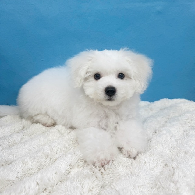 千葉県のビションフリーゼ (かねだい四街道店/2025年8月23日生まれ/男の子/ホワイト)の子犬の1枚目の画像