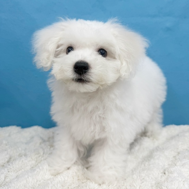 千葉県のビションフリーゼ (かねだい四街道店/2025年8月23日生まれ/男の子/ホワイト)の子犬の2枚目の画像