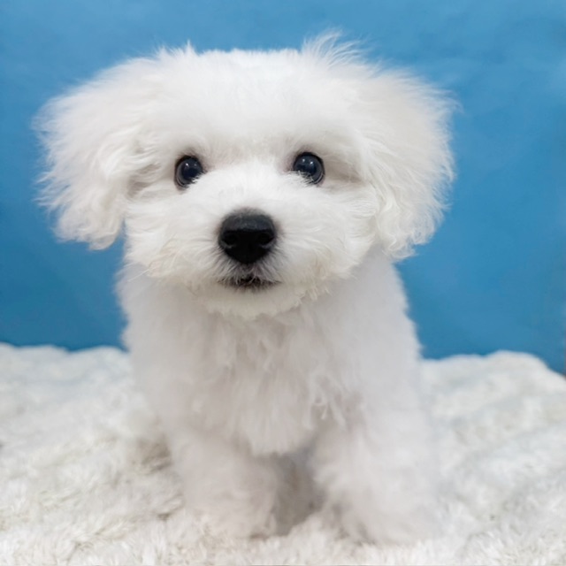 千葉県のビションフリーゼ (かねだい四街道店/2025年8月23日生まれ/男の子/ホワイト)の子犬の3枚目の画像