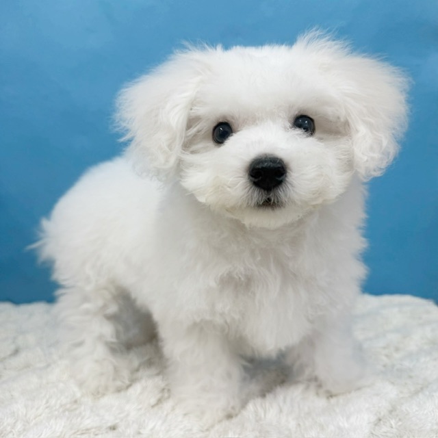 千葉県のビションフリーゼ (かねだい四街道店/2025年8月23日生まれ/男の子/ホワイト)の子犬の4枚目の画像