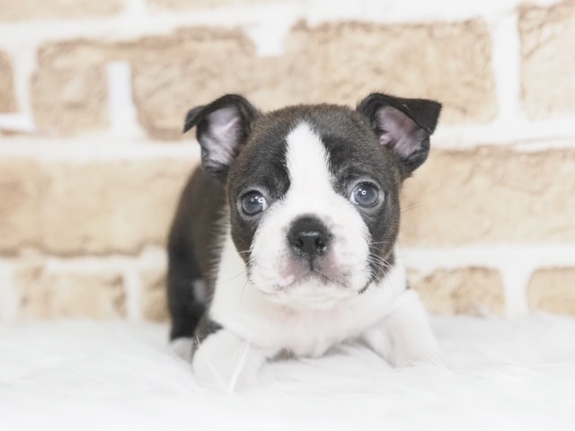 埼玉県のボストンテリア (かねだい戸田店/2025年9月23日生まれ/男の子/ボストンカラー)の子犬の1枚目の画像