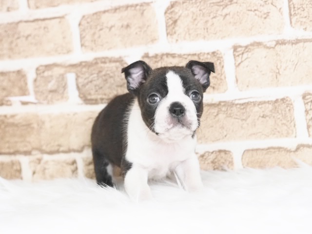 埼玉県のボストンテリア (かねだい戸田店/2025年9月23日生まれ/男の子/ボストンカラー)の子犬の2枚目の画像